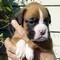 Cuccioli di Boxer maschi e femmine  cuccioli di Boxer maschi e femmine