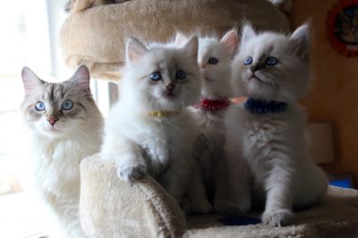 Cuccioli di pura razza gatto Siberiano