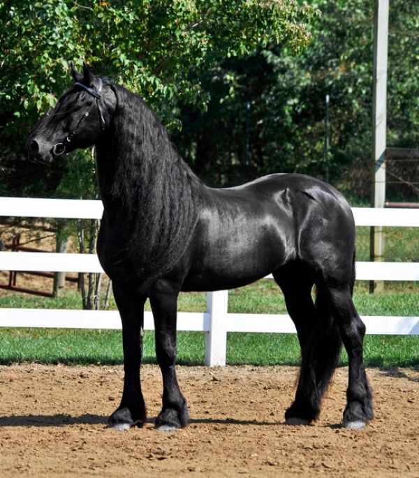 Cavallo frisone per adozione