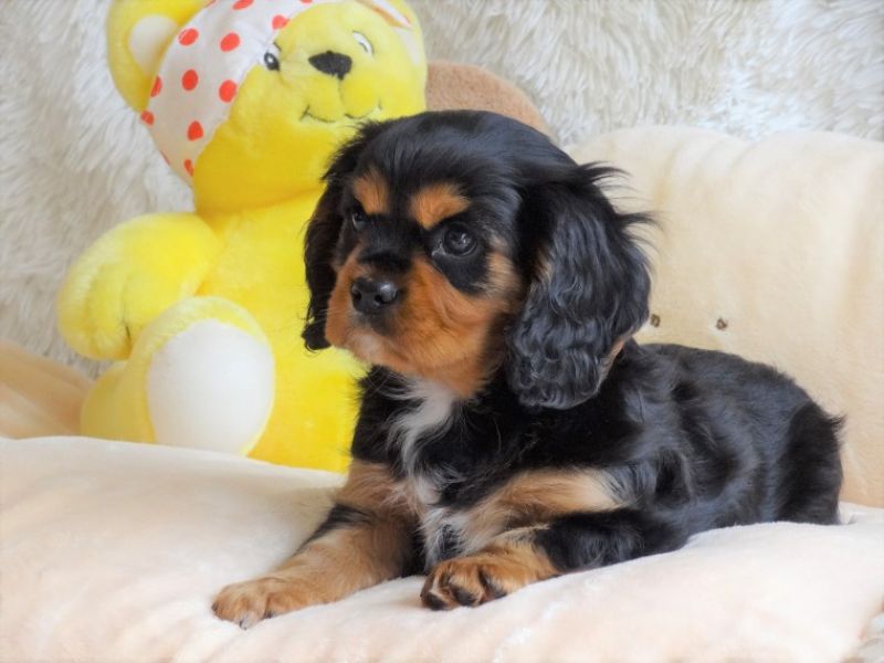  Regalo Cavalier King Disponiamo di una cucciolata di Cavalier King, i cuccioli verranno Dato dopo 9
