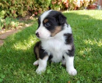Adorabili cuccioli di australiano pastore femminucce e maschietti disponibili
