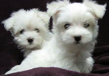 Maltese cuccioli in regalo