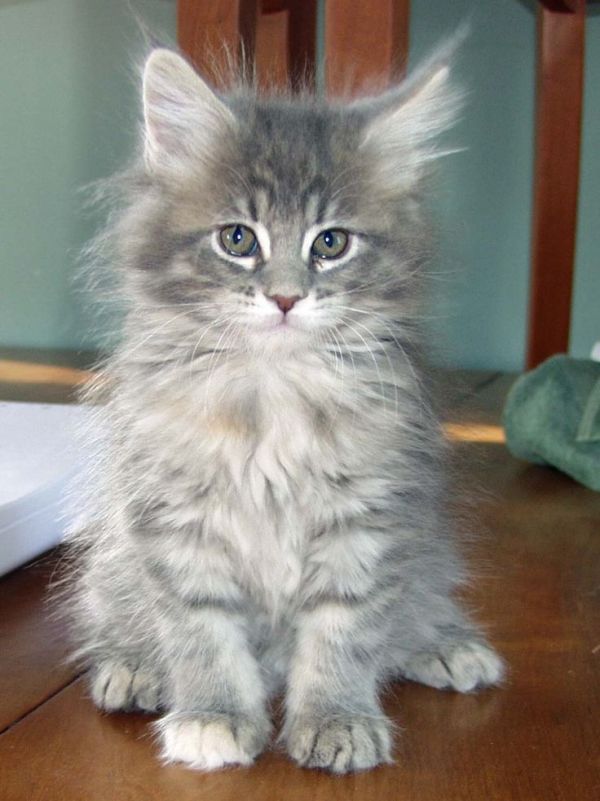 Regalo Gattini Maine Coon