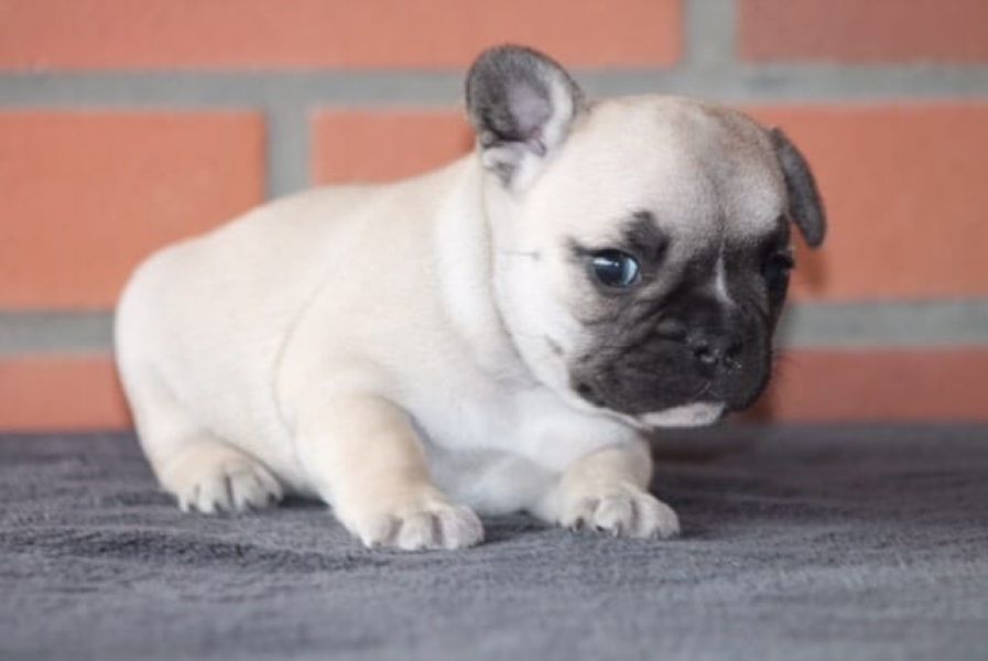  Molto bella e sani cuccioli di Bulldog Francese per adozione maschi e femmine disponibili (gratis)