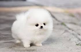  Regalo Volpini cuccioli di pomerania
