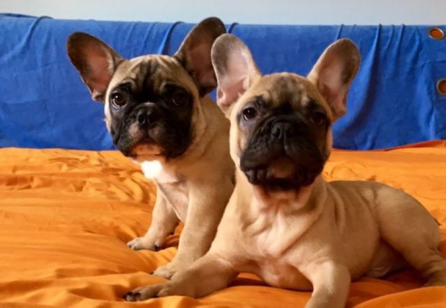 Cucciolo di Bouledogue Francese in vendita da allevamento e negozio