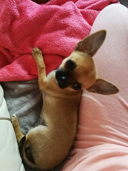 Regalo chihuahua mini toy tutti miei nati in casa da genitori sempre di mia propriet� e tranquillame