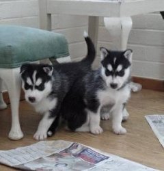 Regalo Cuccioli Siberian Husky 