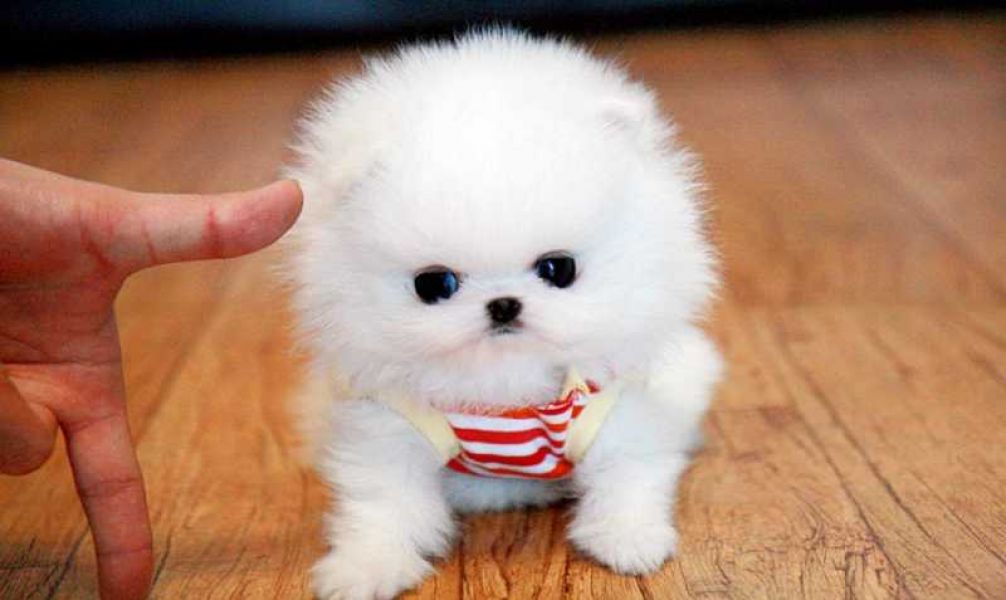 Pomeranian cuccioli