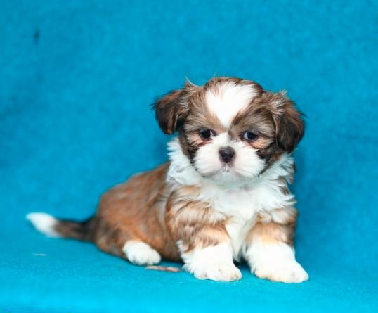 REGALO Cuccioli Shih Tzu