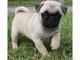 Cuccioli carlino con pedigree  Cuccioli carlino con pedigree