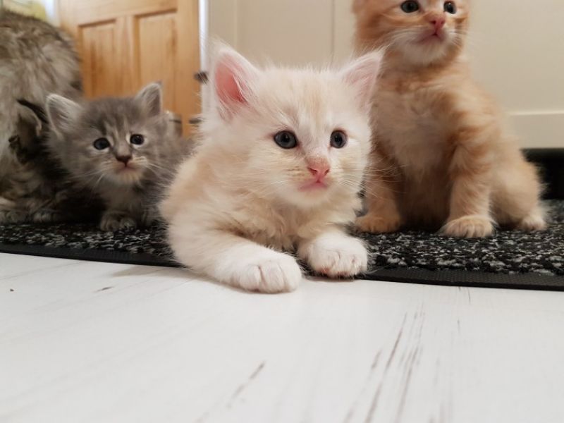 Maine coon gattino tipo in regalo