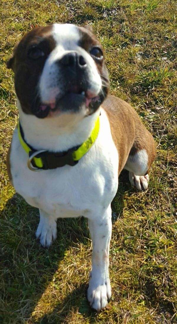   regalo cuccioli di boston terrier  disponibili per l'adozione