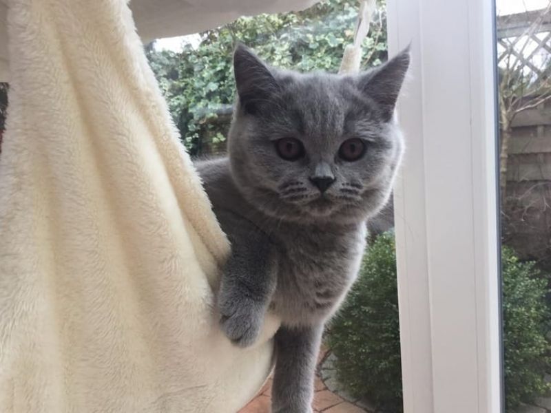 British Shorthair Blu con pedigree colori rari