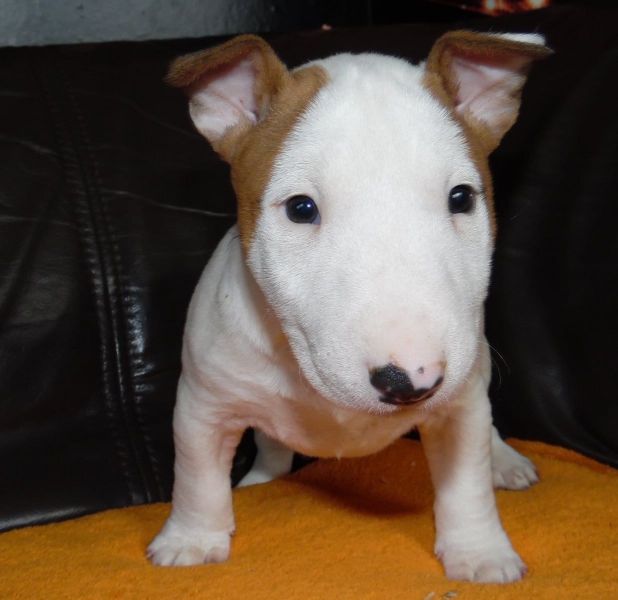 Molto bella e sani cuccioli di bull terrier per adozione maschi e femmine disponibili (gratis) 