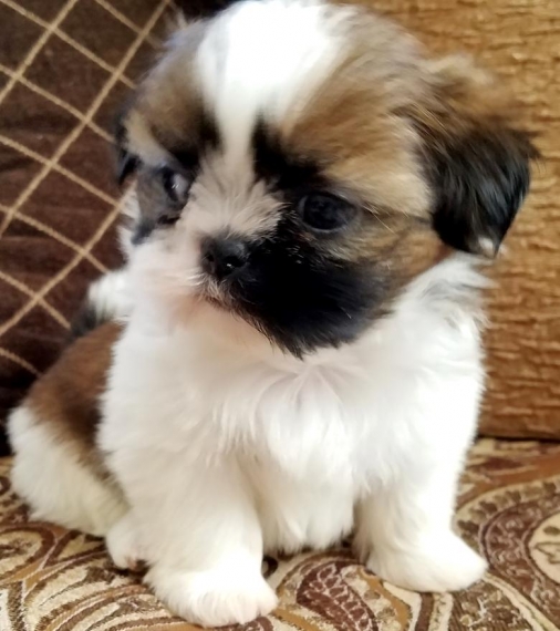 REGALO Cuccioli Shih Tzu