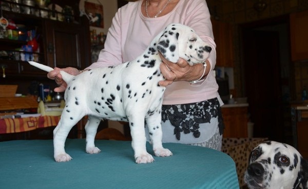 Regalo CUCCIOLI DALMATA