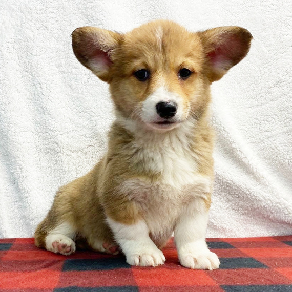 Regalo Pembroke Welsh Corgi cuccioli introvabili cuccioli di Pembroke Welsh Corgi intelligenti e dol