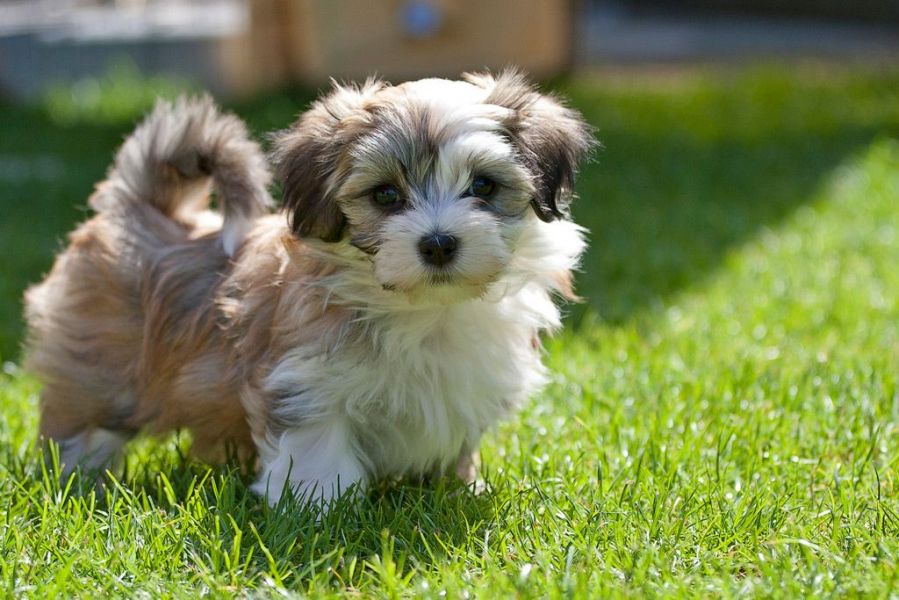 REGALO Cuccioli Shih Tzu