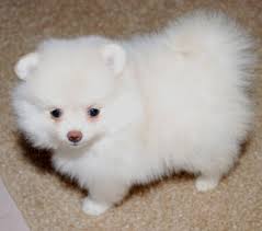 Volpino spitz pomerania