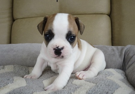 Sani maschio e femmina cuccioli di bulldog francese per adozione 