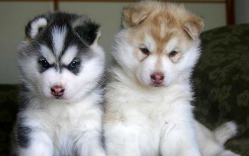 RE.GA.LO cuccioli Siberian Husky uno Maschio e Femmina due Cuccioli siberian husky