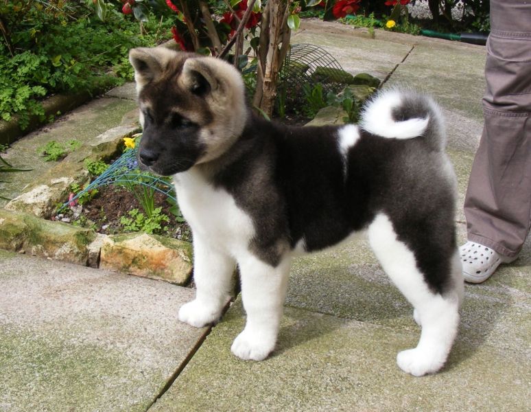 Cuccioli di akita inu