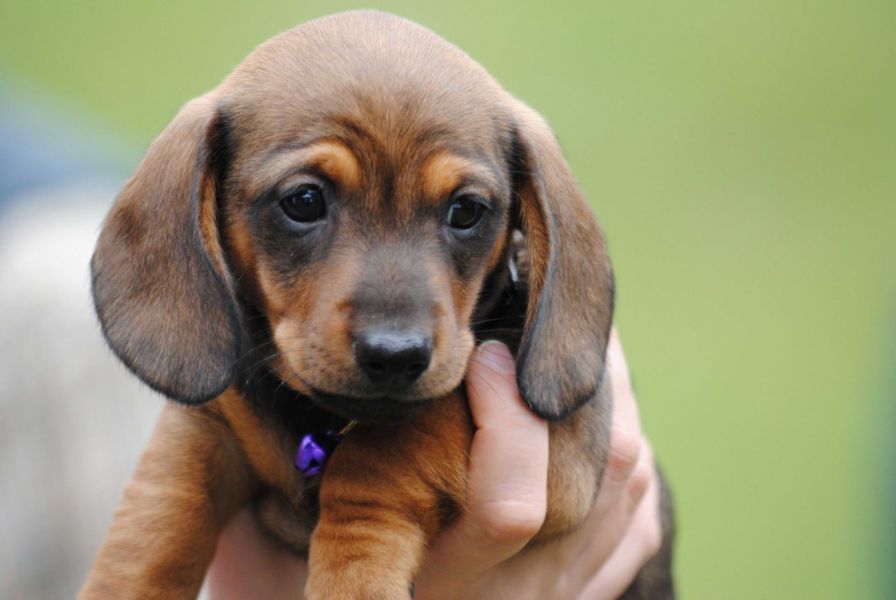 Regalo adorabili cuccioli  bassotto femminucce e maschietti disponibili