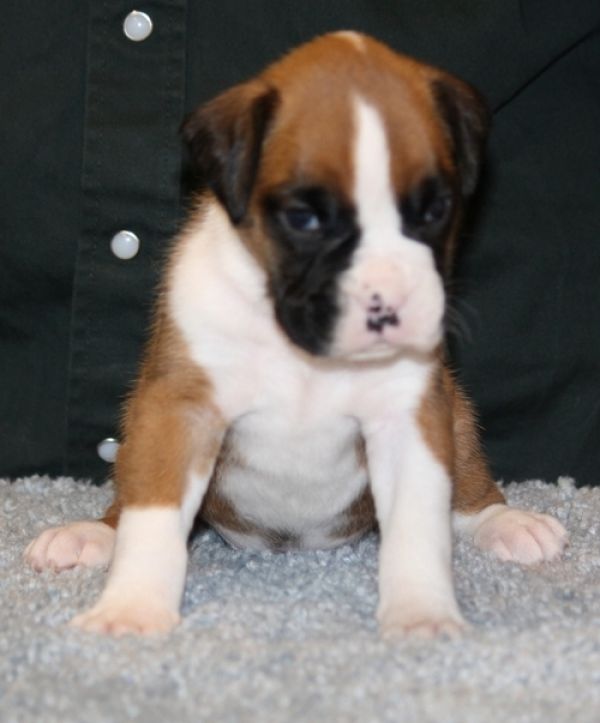  regalo cuccioli di  boxer disponibili per l'adozione
