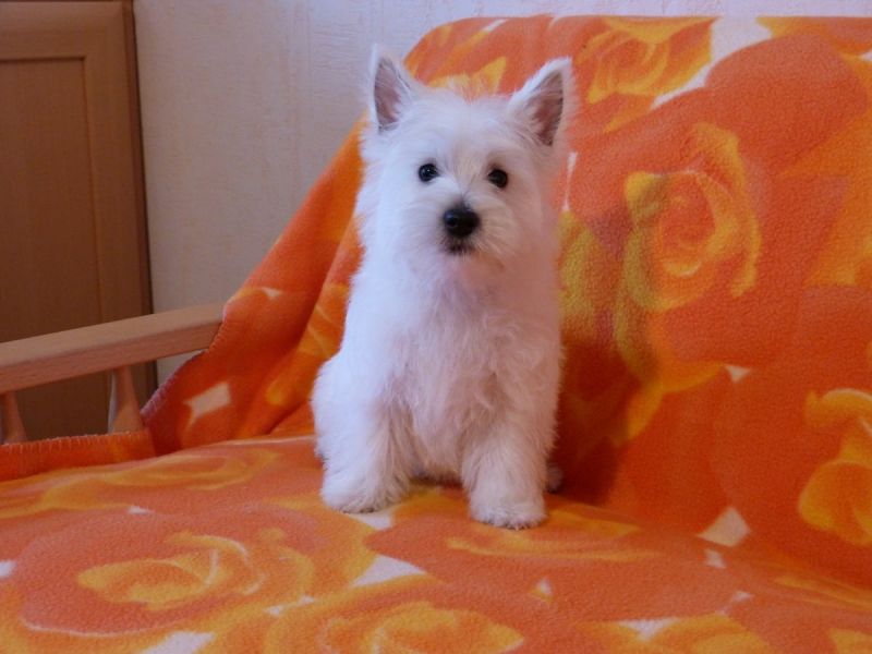 Cuccioli di West highland ( per regalo )