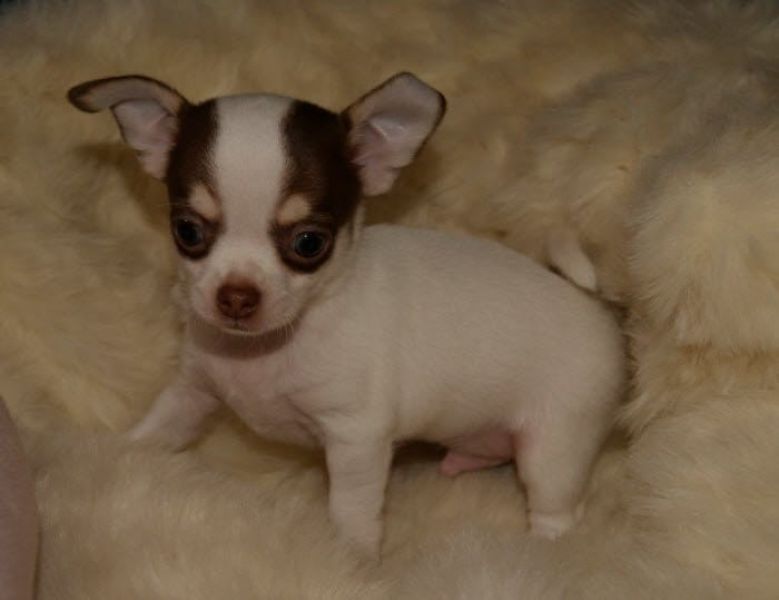 Cuccioli di chihuahua  per adozione ( maschio e femmina )