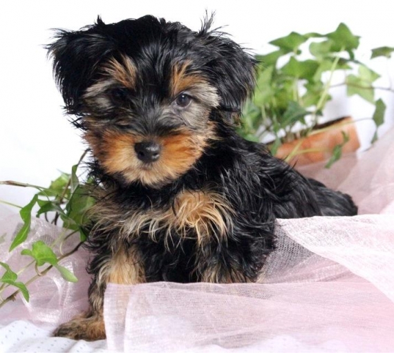 Regalo Abbiamo avere amorevole Yorkie cuccioli per l'Adozione