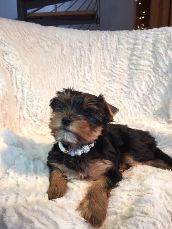 Cuccioli di YORKSHIRE  per adozione ( maschio e femmina )