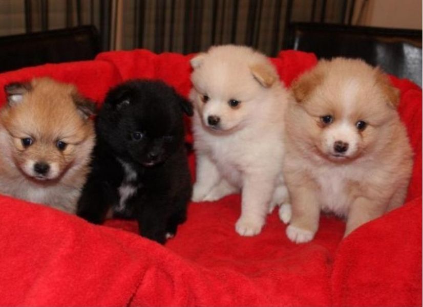 Regalo Cuccioli di volpino di pomerania Pomerania maschi e femmine, vaccinati sverminati e con micro