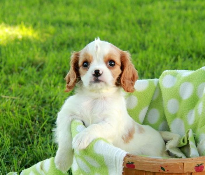 Cuccioli di cavalier king  per adozione ( maschio e femmina )