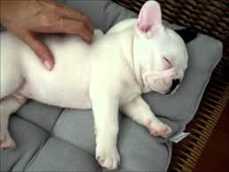 Bulldog Freancese ,maschio e femmina. REGALO~~~ 
