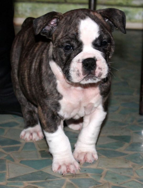  cuccioli di Bulldog Francese ( per regalo )