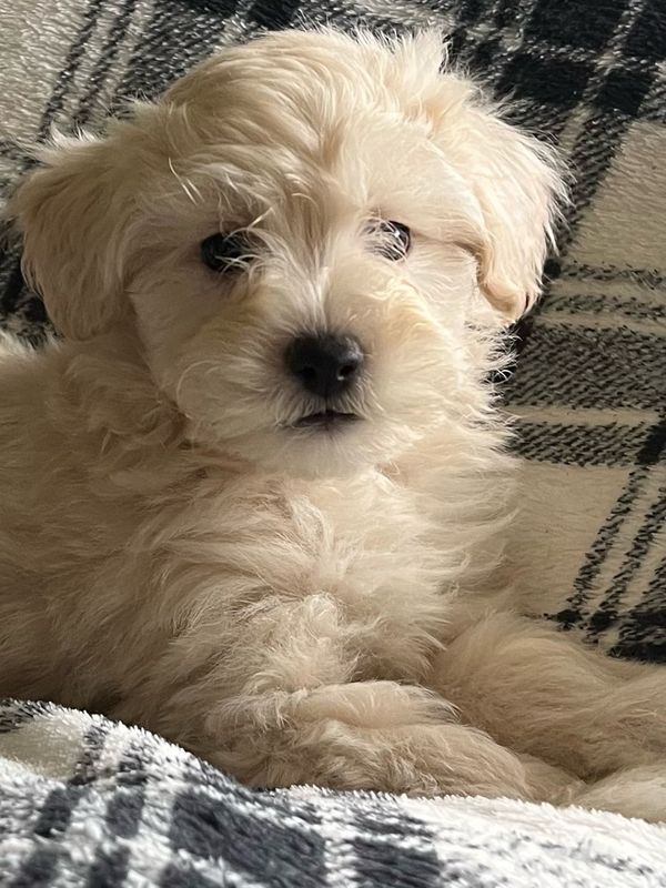 Disponibili bellissimi cuccioli di maltese.