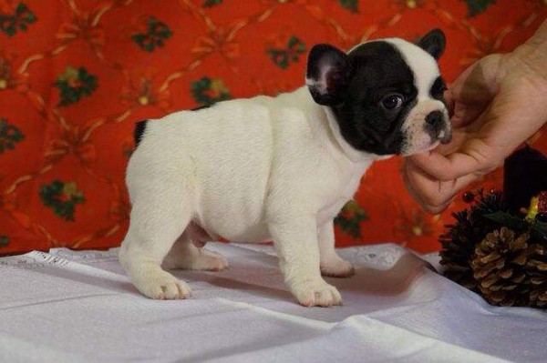 Bouledogue Francese