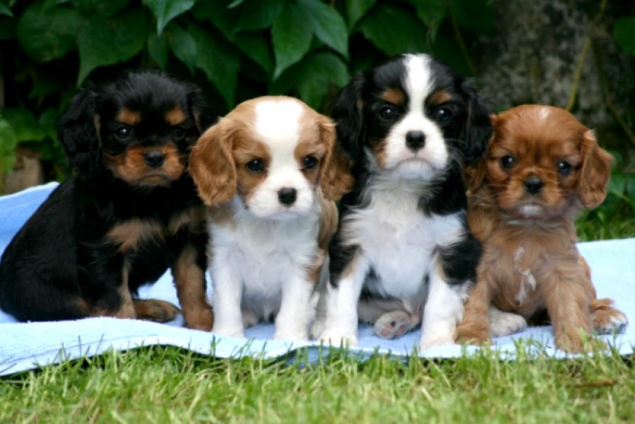 Regalo cavalier king cuccioli meravigliosi ! 
