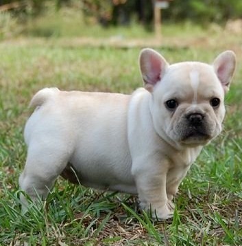 Adorabili cuccioli di bulldog francese femminucce e maschietti disponibili 