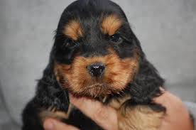 Adorabili cuccioli di cocker spaniel femminucce e maschietti disponibili per l'adozione