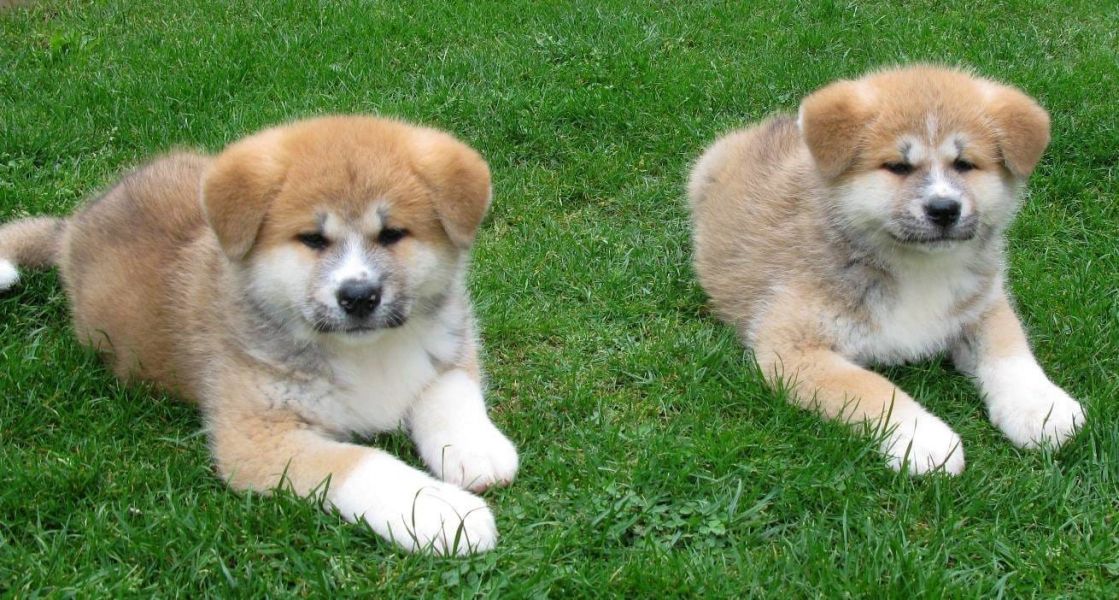 Cuccioli di akita-inu per adozione ( maschio e femmina )