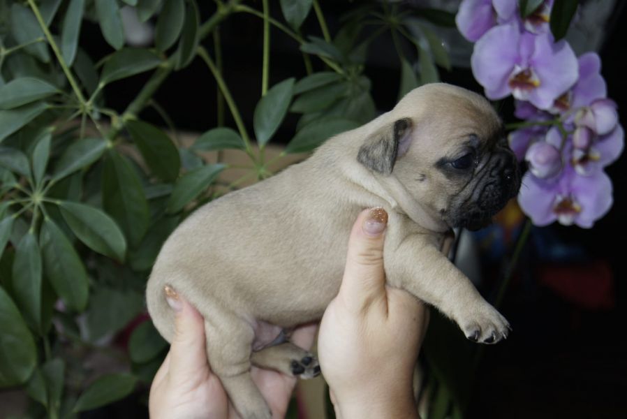 Cuccioli di razza bulldog francese per adozione 