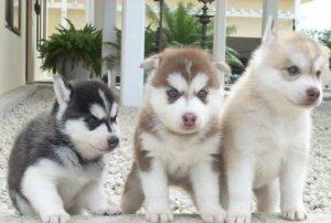 Regalo Cuccioli Siberian Husky 