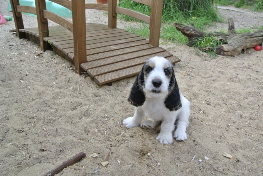  cuccioli di Basset Hound  per adozione ( maschio e femmina )