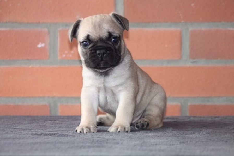  cuccioli di Bulldog Francese per adozione ( regalo  )