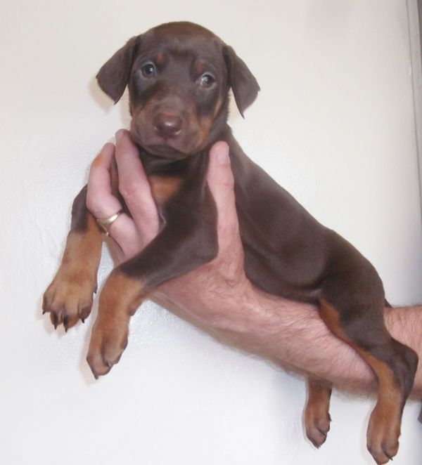 Regalo adorabili cuccioli Dobermann femminucce e maschietti gratuita
