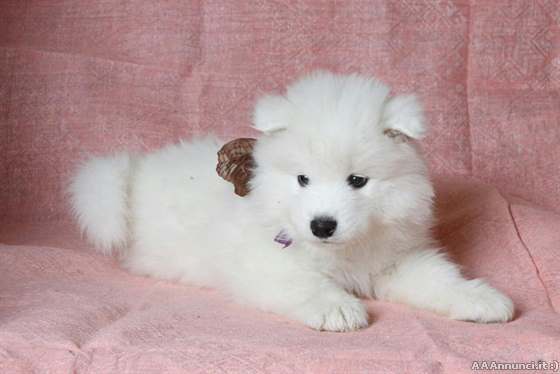 Regalo adorabili cuccioli di Samoiedo femminucce e maschietti disponibili per l'adozione gratuita i 
