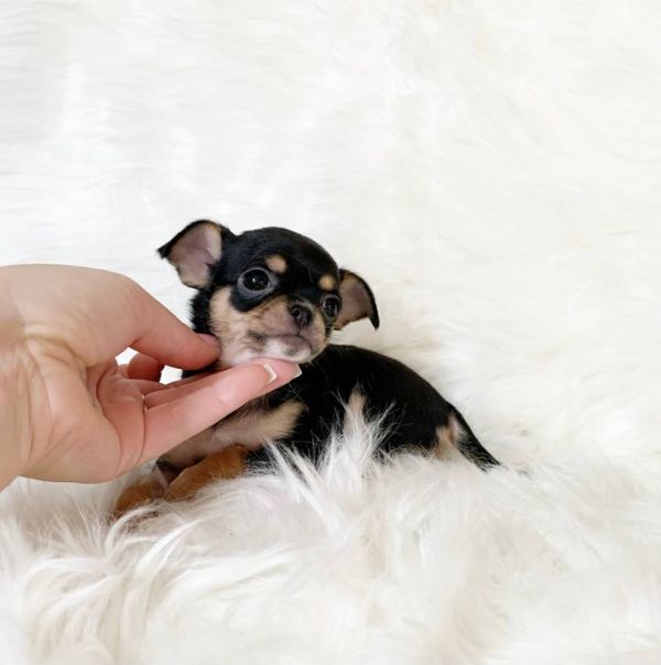   Chihuahua cuccioli introvabili cuccioli di Chihuahua intelligenti e dolcissimi attaccati al padron